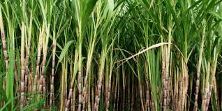 Sistem Terpadu sebagai Fondasi Kendali Operasional Perkebunan